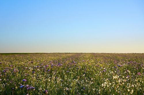 sky field flowers