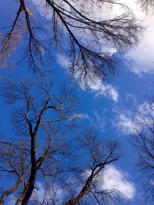 sky blue trees