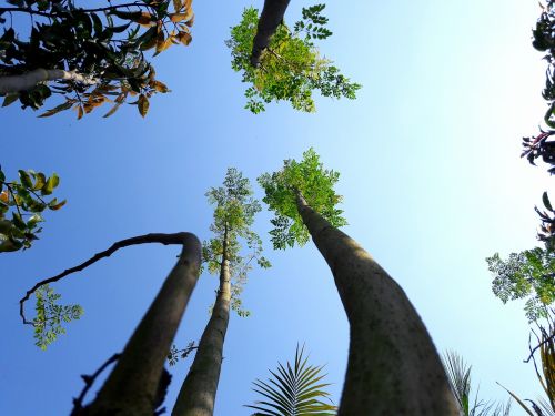 sky trees blue