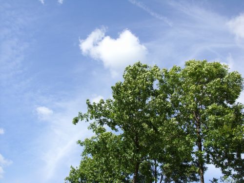 sky tree summer