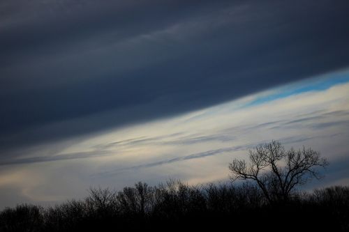 sky trees tree