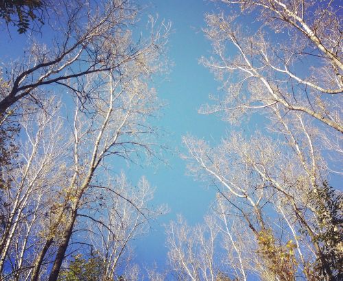 sky trees branches