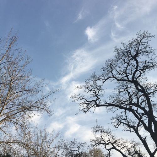 sky branch white cloud
