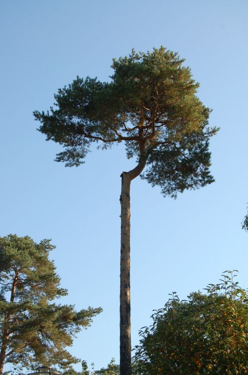 sky tree pine