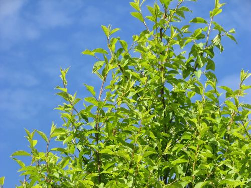 sky tree nature