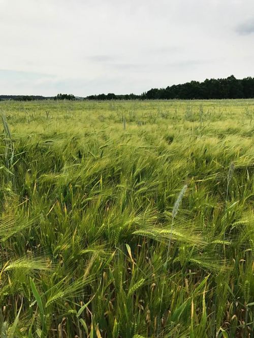 sky cornfield green grain field