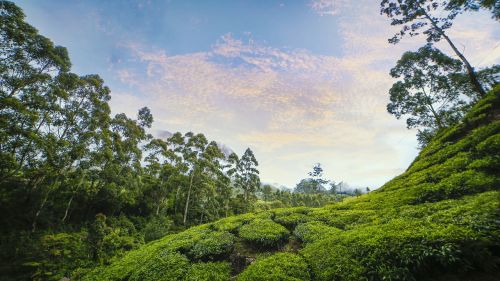 sky tea garden