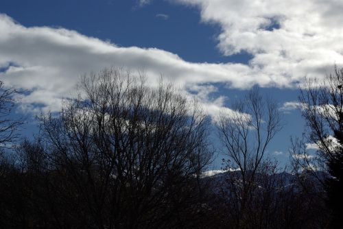sky tree cloud