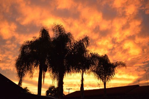 sky orange trees