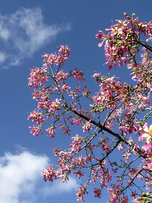 sky tree apple blossom