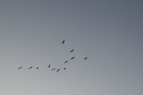 sky birds flock