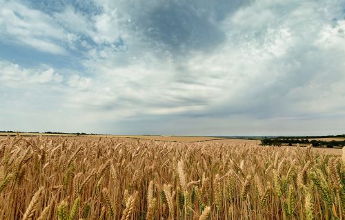 sky seed landscape