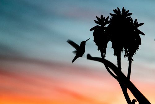 sky sunset bird