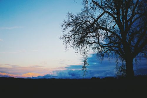 sky clouds tree