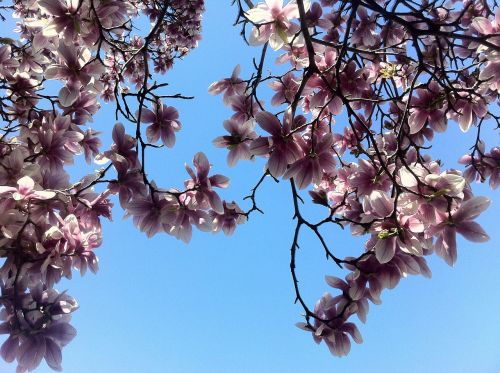 sky blossoms spring