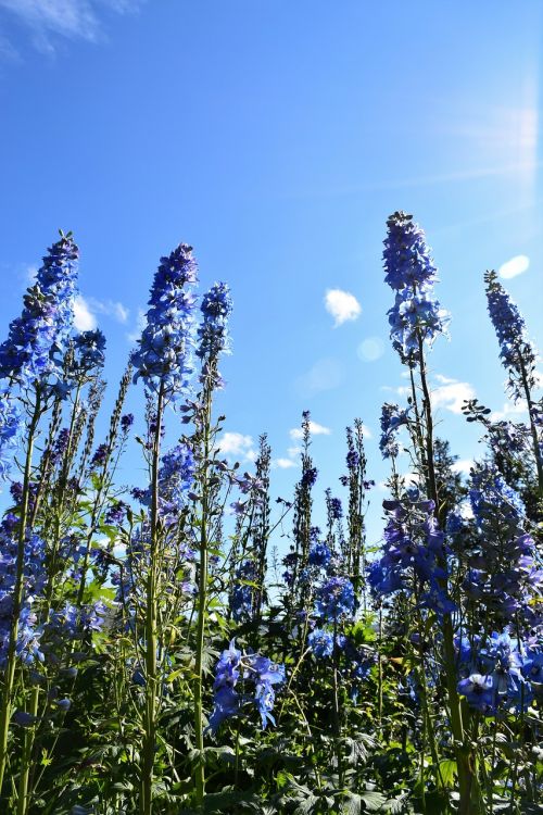 sky flowers tall