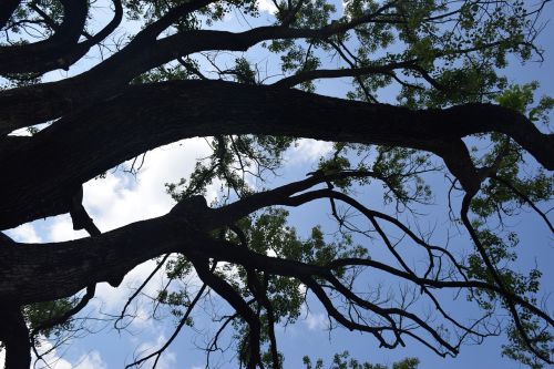 sky tree clouds