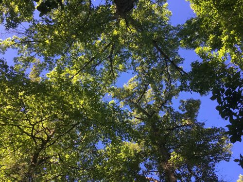 sky trees spring