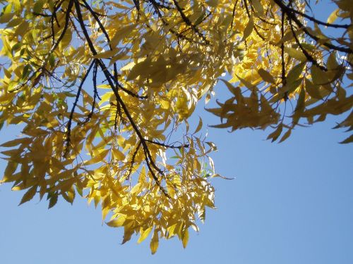 sky leaves autumn