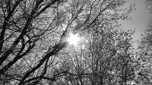 sky branches trees