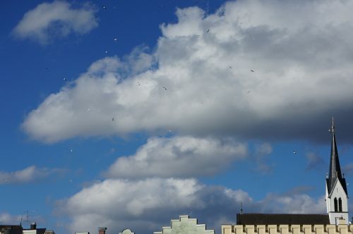sky gulls birds