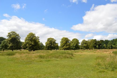 sky woods nature