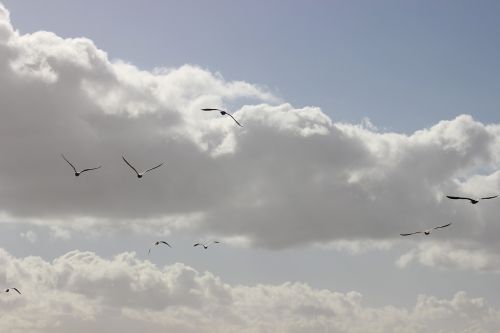 sky birds seagulls