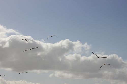 sky birds seagulls