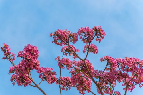 sky flowers rosa