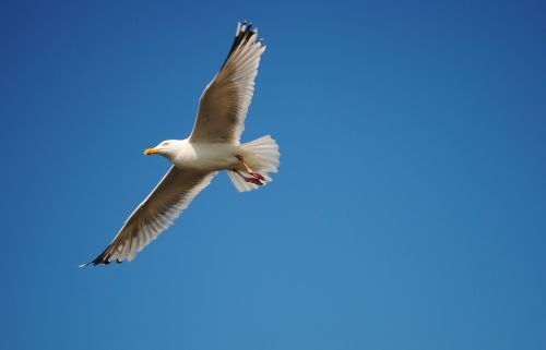 sky seagull bird