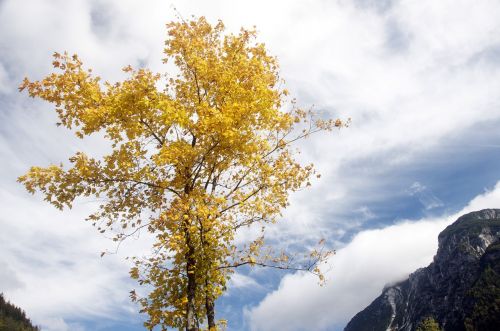 sky tree nature