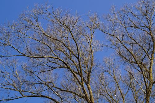 sky blue tree