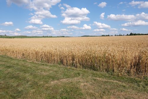 sky wheat field landscape