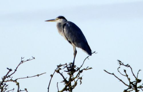 sky blue heron