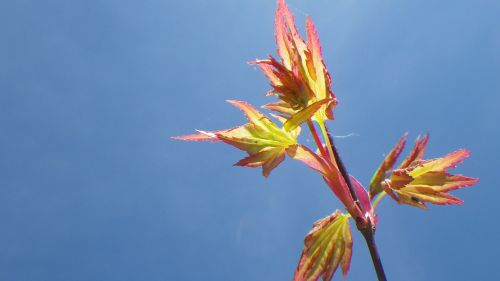 sky spring leaf