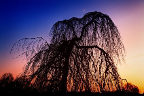 sky nature tree