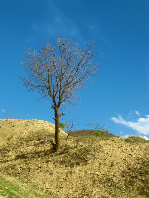 sky hill tree