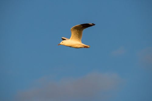 sky bird outdoors