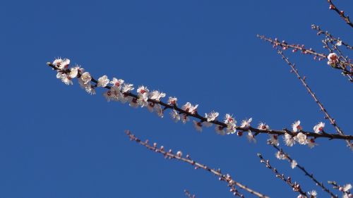 sky white flower