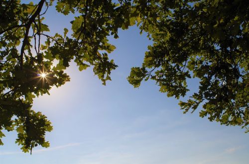 sky trees leaves