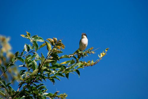 sky nature tree