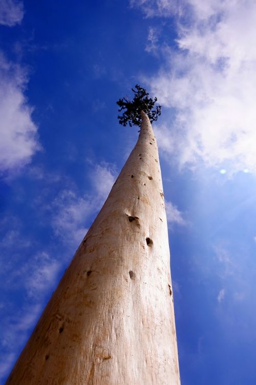 sky tree maypole