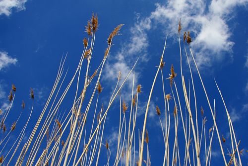 sky nature reed