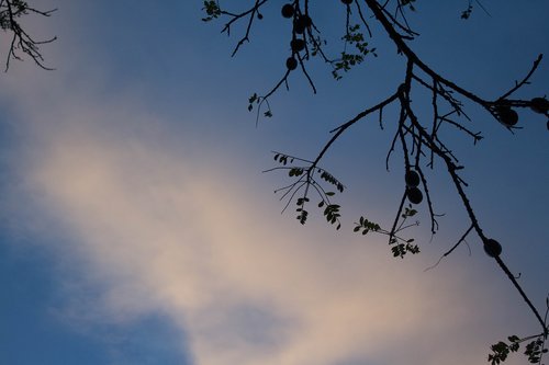 sky  tree  nature