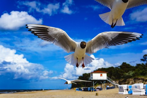 sky  bird  flight