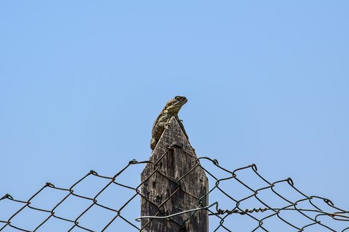 sky  fence  lizard