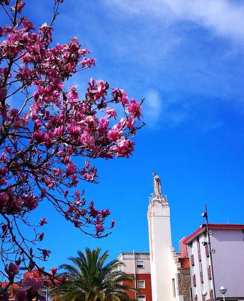 sky  magnolia  statue