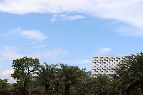 sky  tree  nature