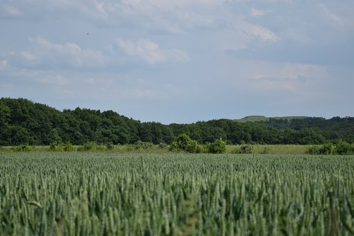 sky  cornfield  cereals