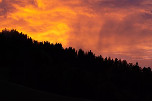 sky  forests  trees